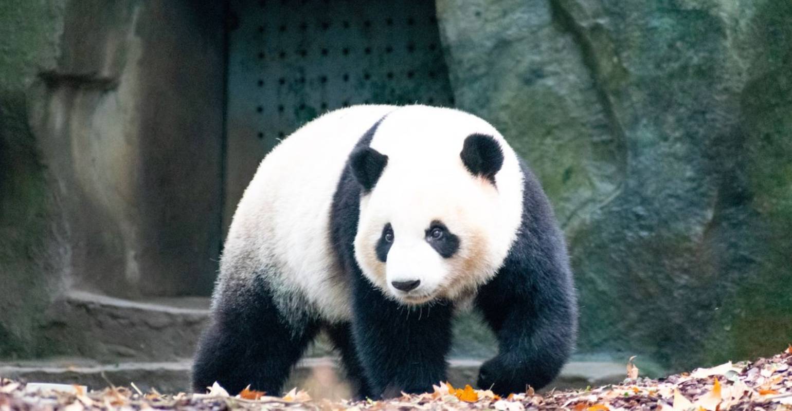 Ein kriechender Panda